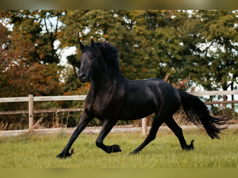 Fries paard Merrie 4 Jaar 160 cm Zwart in Taunusstein