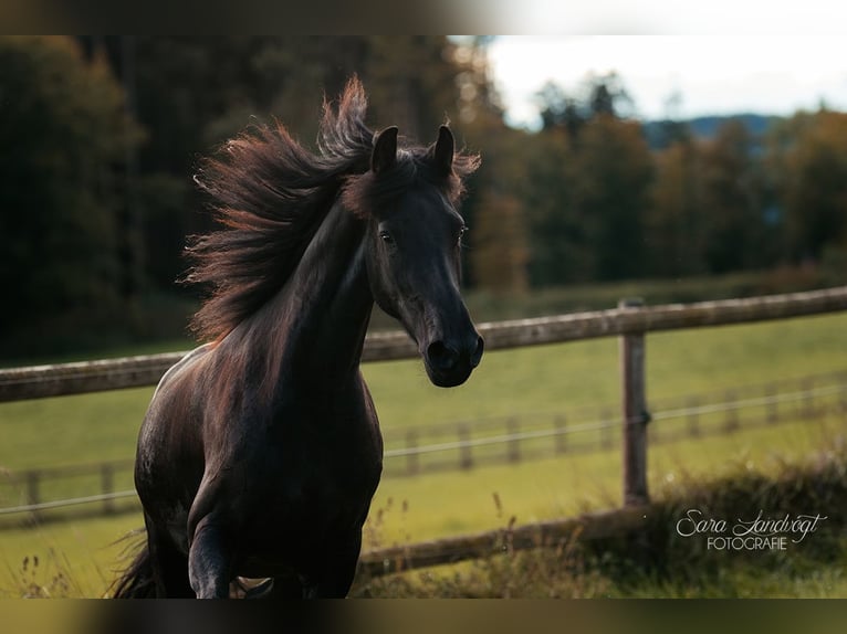 Fries paard Merrie 4 Jaar 160 cm Zwart in Taunusstein
