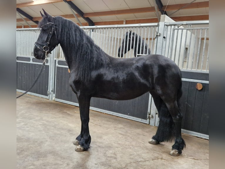 Fries paard Merrie 4 Jaar 160 cm Zwart in Bladel