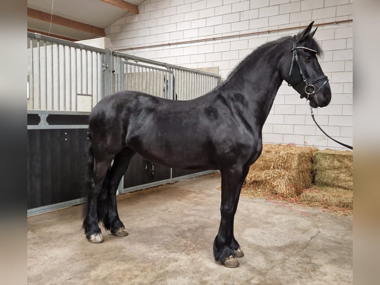 Fries paard Merrie 4 Jaar 160 cm Zwart in Bladel
