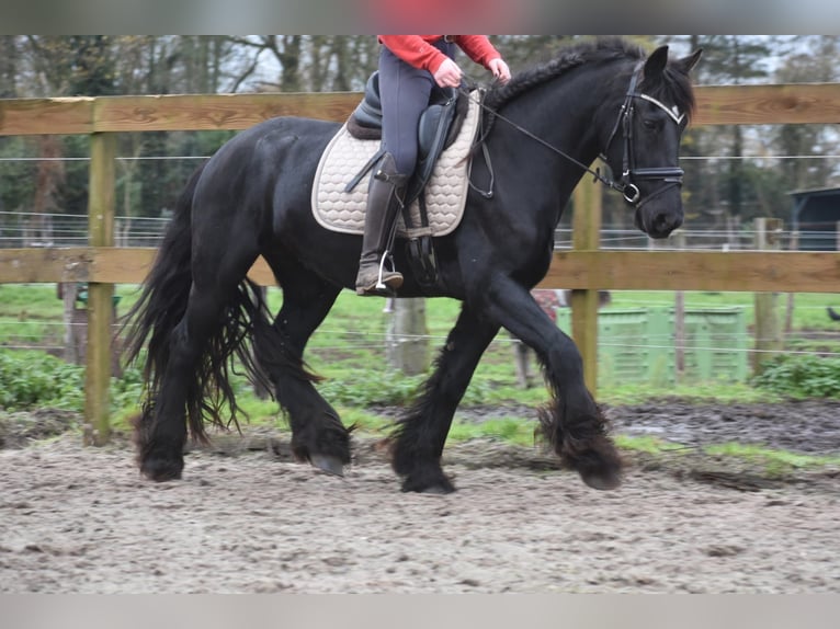 Fries paard Merrie 4 Jaar 160 cm Zwart in Achtmaal
