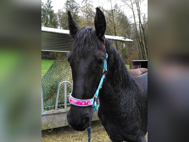 Fries paard Merrie 4 Jaar 160 cm Zwart in Bad König