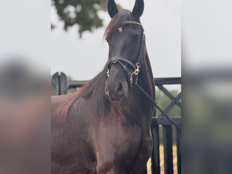 Fries paard Merrie 4 Jaar 160 cm Zwart in Achtmaal