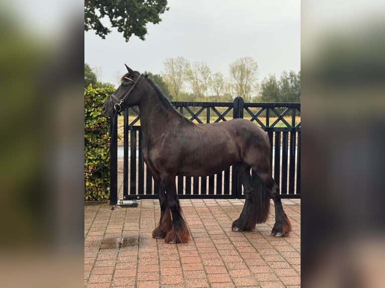 Fries paard Merrie 4 Jaar 160 cm Zwart in Achtmaal