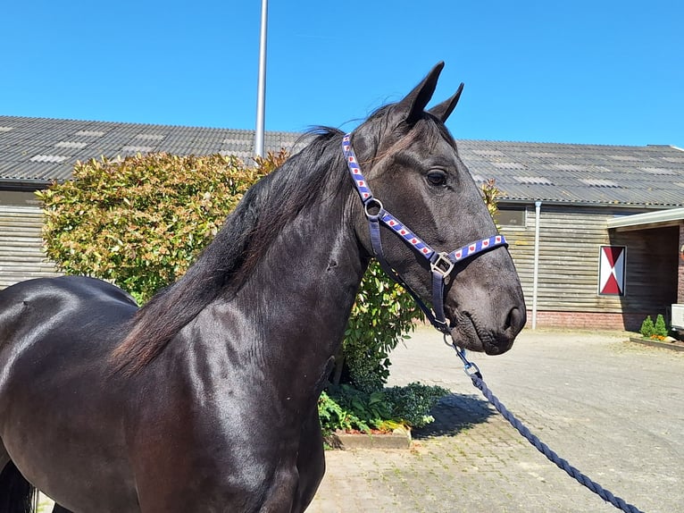 Fries paard Merrie 4 Jaar 160 cm Zwart in Dalen