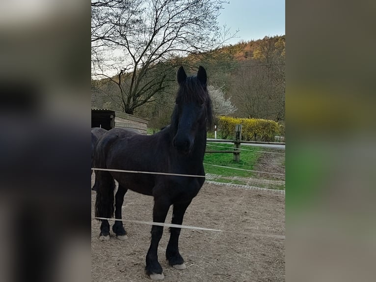Fries paard Merrie 4 Jaar 160 cm Zwart in Bad König