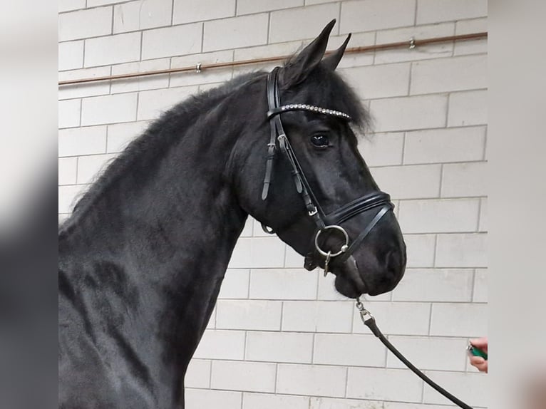 Fries paard Merrie 4 Jaar 160 cm Zwart in Bladel