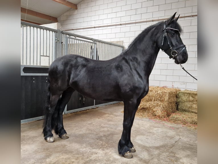 Fries paard Merrie 4 Jaar 160 cm Zwart in Bladel