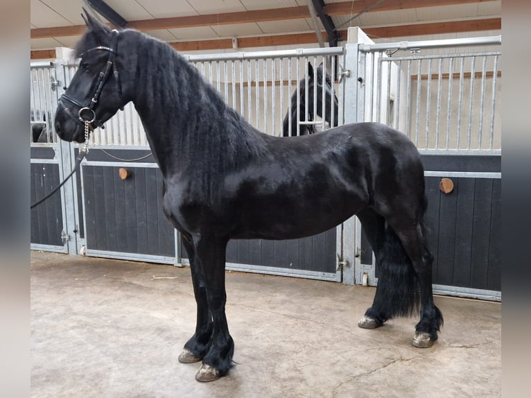 Fries paard Merrie 4 Jaar 160 cm Zwart in Bladel