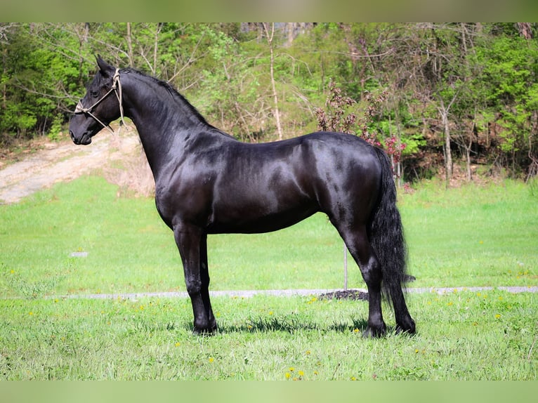 Fries paard Merrie 4 Jaar 160 cm Zwart in Flemingsburg KY