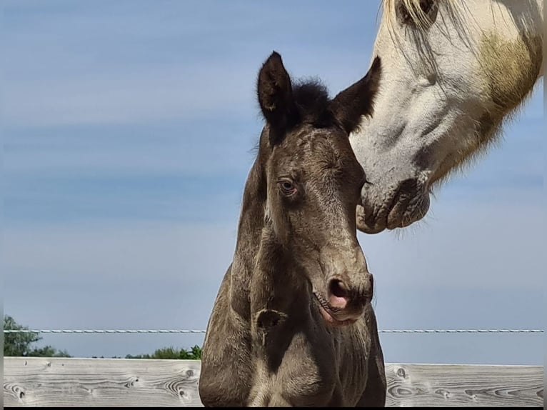 Fries paard Mix Merrie 4 Jaar 161 cm Champagne in Bitgum