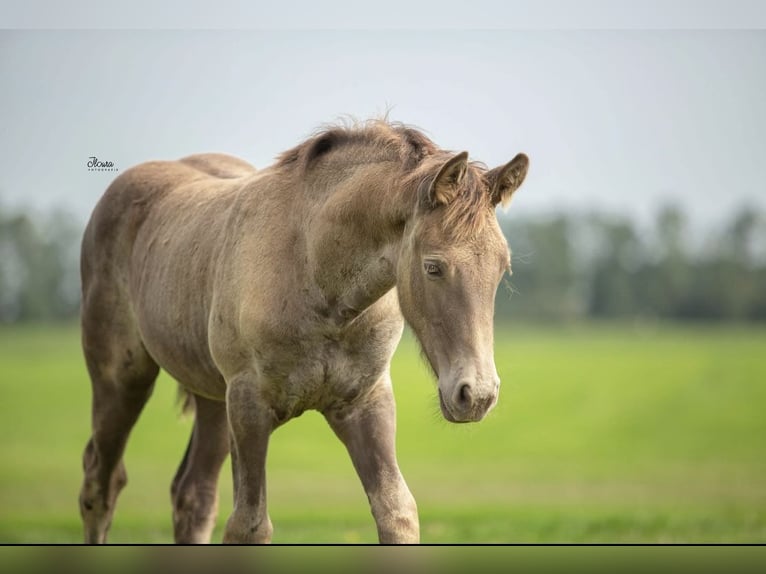 Fries paard Mix Merrie 4 Jaar 161 cm Champagne in Bitgum