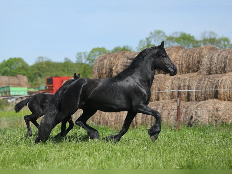 Fries paard Merrie 4 Jaar 161 cm Zwart in JEZOW