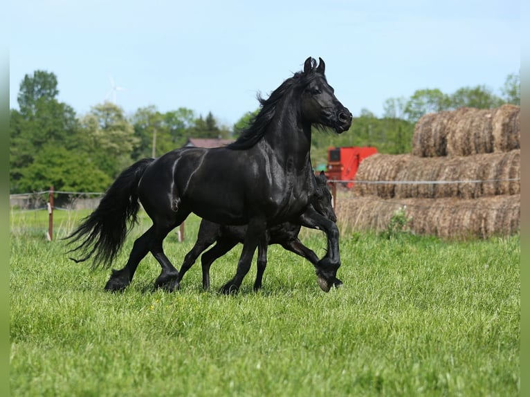 Fries paard Merrie 4 Jaar 161 cm Zwart in JEZOW