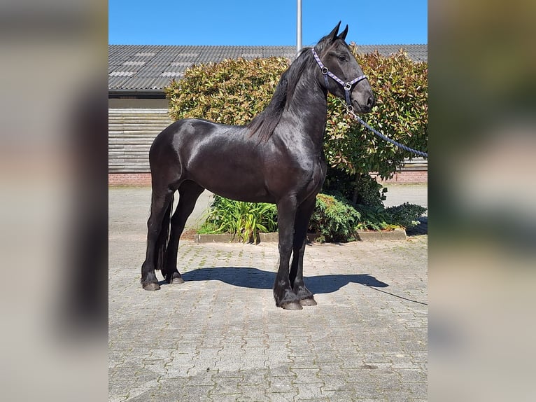 Fries paard Merrie 4 Jaar 161 cm Zwart in Dalen