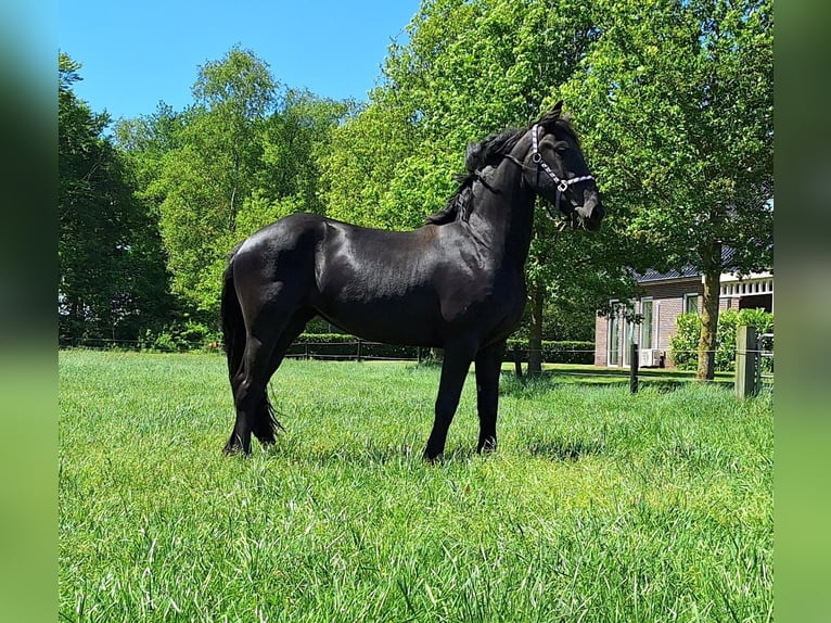 Fries paard Merrie 4 Jaar 161 cm Zwart in Dalen