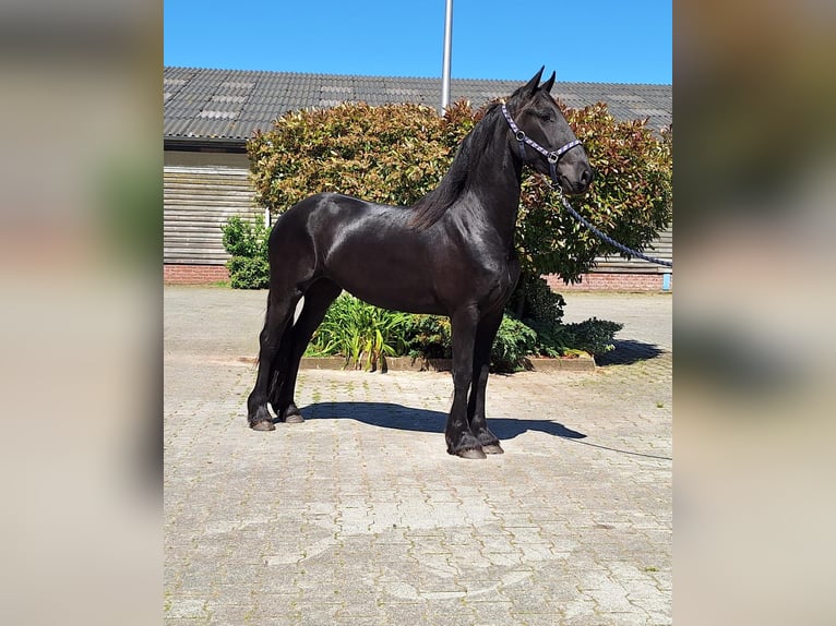 Fries paard Merrie 4 Jaar 161 cm Zwart in Dalen