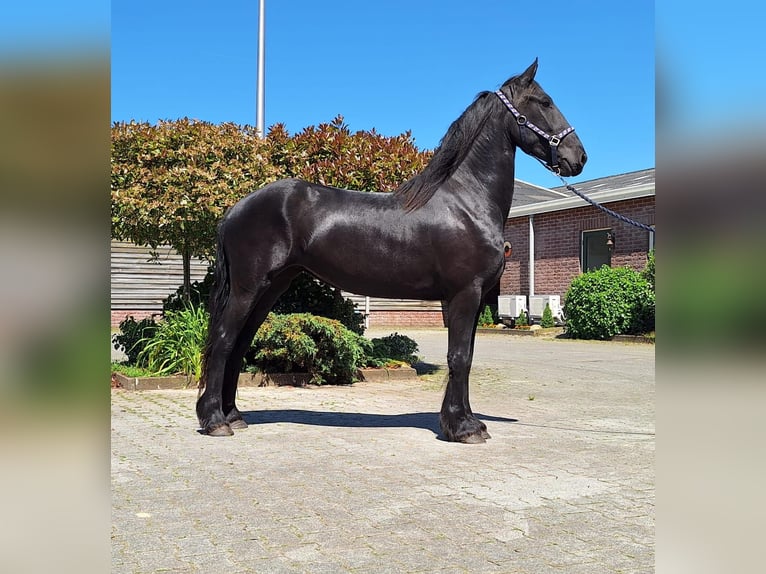 Fries paard Merrie 4 Jaar 161 cm Zwart in Dalen