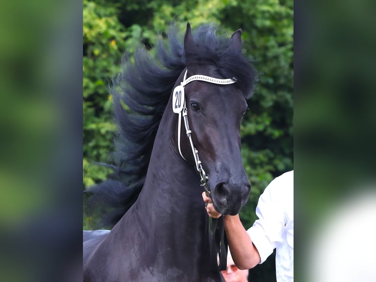 Fries paard Merrie 4 Jaar 162 cm in Feldkirchen-Westerham