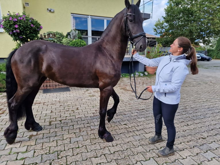 Fries paard Merrie 4 Jaar 162 cm Zwart in Lorsch