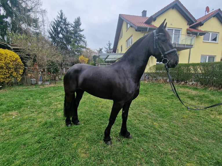 Fries paard Merrie 4 Jaar 162 cm Zwart in Lorsch