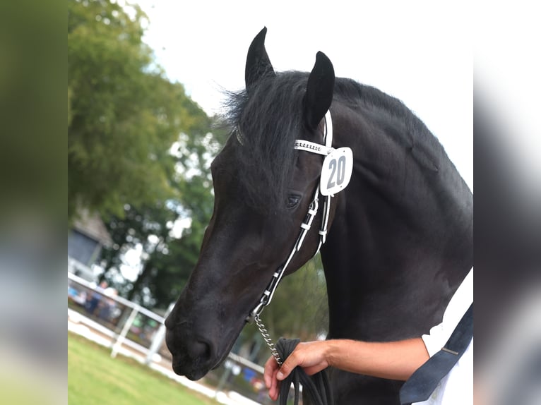 Fries paard Merrie 4 Jaar 162 cm Zwart in Feldkirchen-Westerham