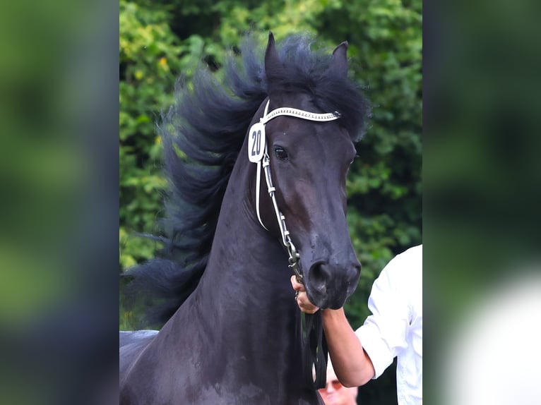 Fries paard Merrie 4 Jaar 162 cm Zwart in Feldkirchen-Westerham