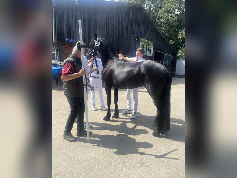 Fries paard Merrie 4 Jaar 162 cm Zwart in Feldkirchen-Westerham