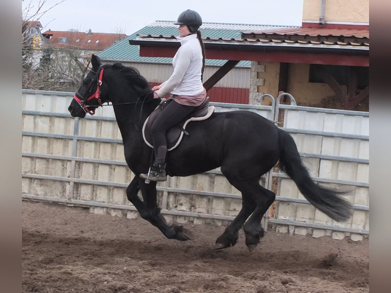 Fries paard Merrie 4 Jaar 162 cm Zwart in Buttst&#xE4;dt