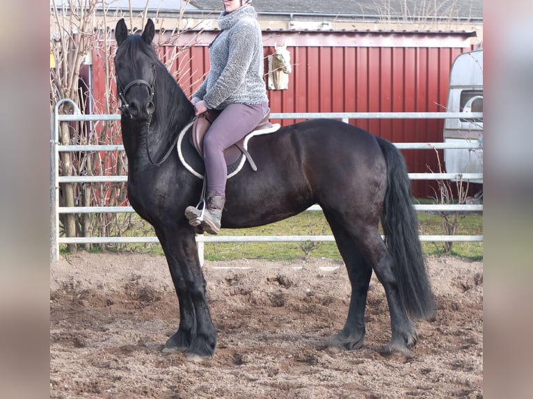 Fries paard Merrie 4 Jaar 162 cm Zwart in Buttst&#xE4;dt