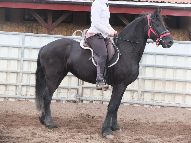 Fries paard Merrie 4 Jaar 162 cm Zwart in Buttst&#xE4;dt