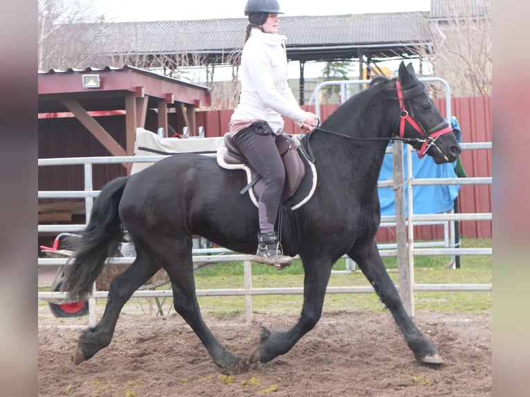 Fries paard Merrie 4 Jaar 162 cm Zwart in Buttst&#xE4;dt