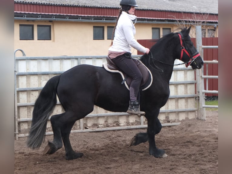 Fries paard Merrie 4 Jaar 162 cm Zwart in Buttst&#xE4;dt