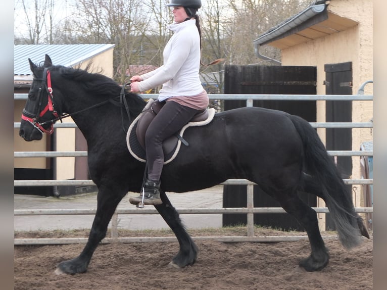 Fries paard Merrie 4 Jaar 162 cm Zwart in Buttst&#xE4;dt