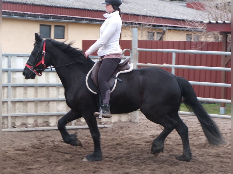 Fries paard Merrie 4 Jaar 162 cm Zwart in Buttst&#xE4;dt