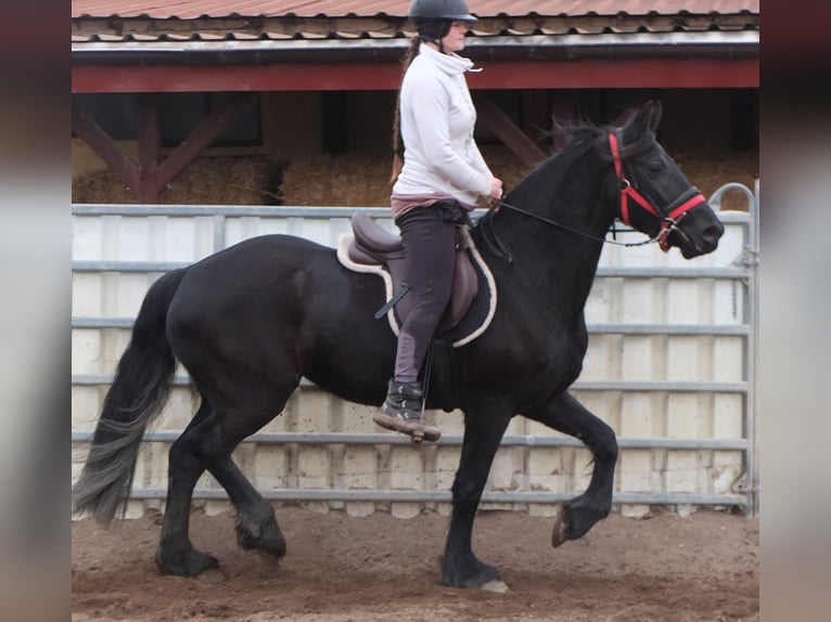 Fries paard Merrie 4 Jaar 162 cm Zwart in Buttst&#xE4;dt