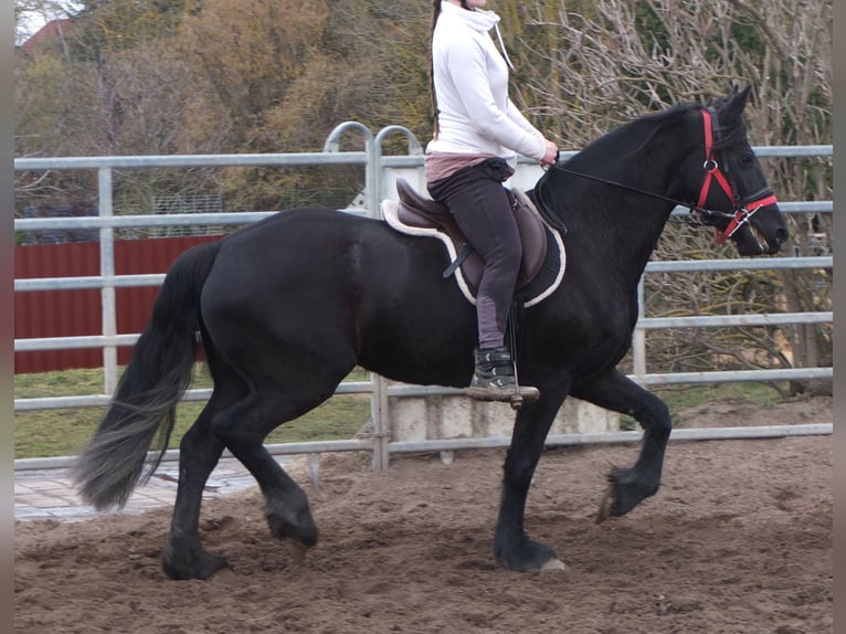 Fries paard Merrie 4 Jaar 162 cm Zwart in Buttst&#xE4;dt