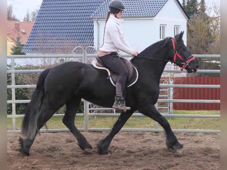 Fries paard Merrie 4 Jaar 162 cm Zwart in Buttst&#xE4;dt