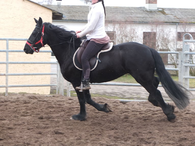 Fries paard Merrie 4 Jaar 162 cm Zwart in Buttst&#xE4;dt