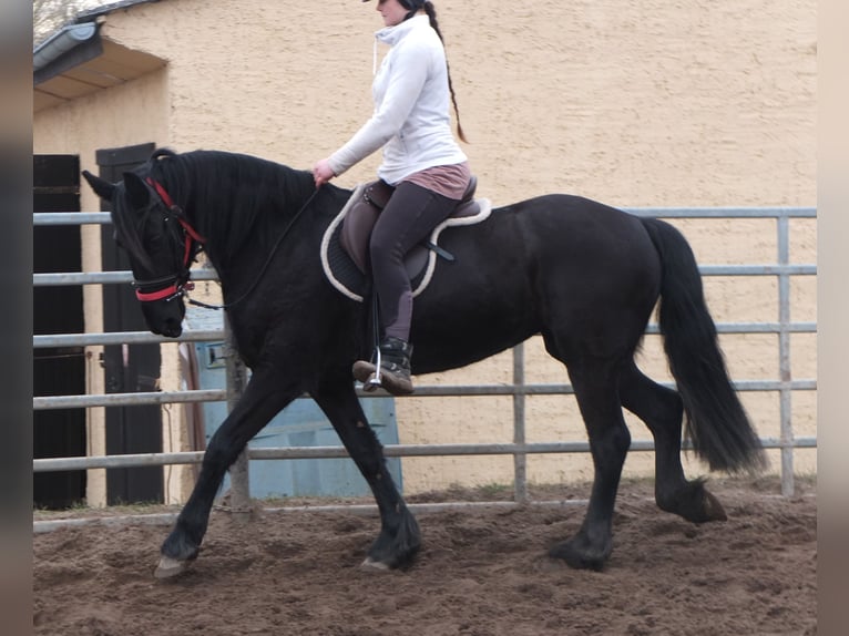 Fries paard Merrie 4 Jaar 162 cm Zwart in Buttst&#xE4;dt