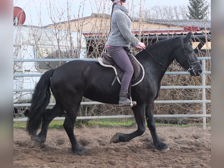 Fries paard Merrie 4 Jaar 162 cm Zwart in Ellersleben