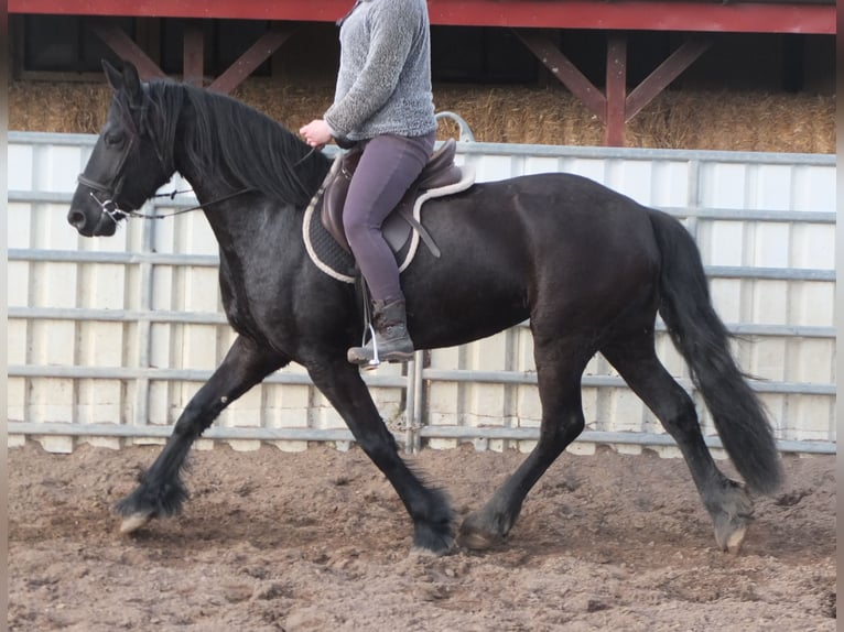 Fries paard Merrie 4 Jaar 162 cm Zwart in Ellersleben