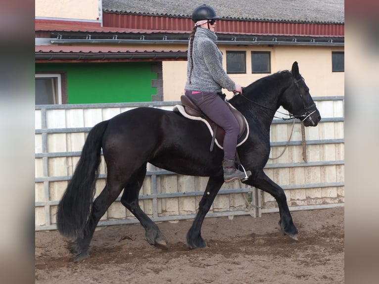 Fries paard Merrie 4 Jaar 162 cm Zwart in Ellersleben