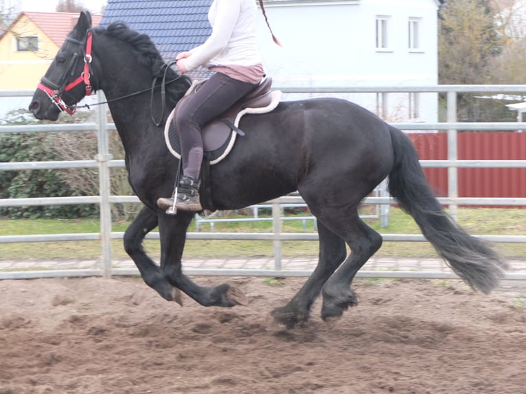 Fries paard Merrie 4 Jaar 162 cm Zwart in Ellersleben