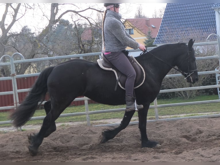 Fries paard Merrie 4 Jaar 162 cm Zwart in Ellersleben