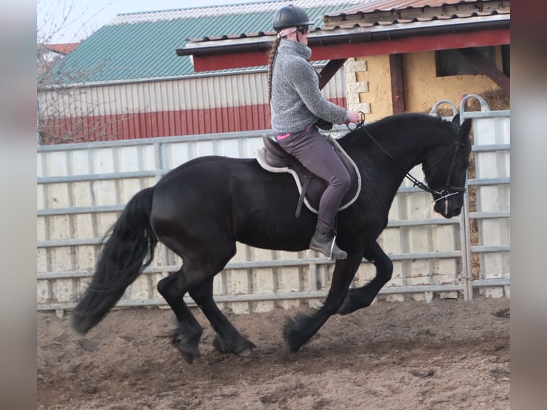 Fries paard Merrie 4 Jaar 162 cm Zwart in Ellersleben