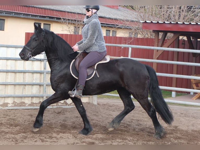 Fries paard Merrie 4 Jaar 162 cm Zwart in Ellersleben