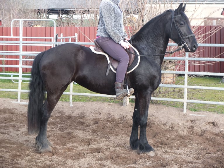 Fries paard Merrie 4 Jaar 162 cm Zwart in Ellersleben