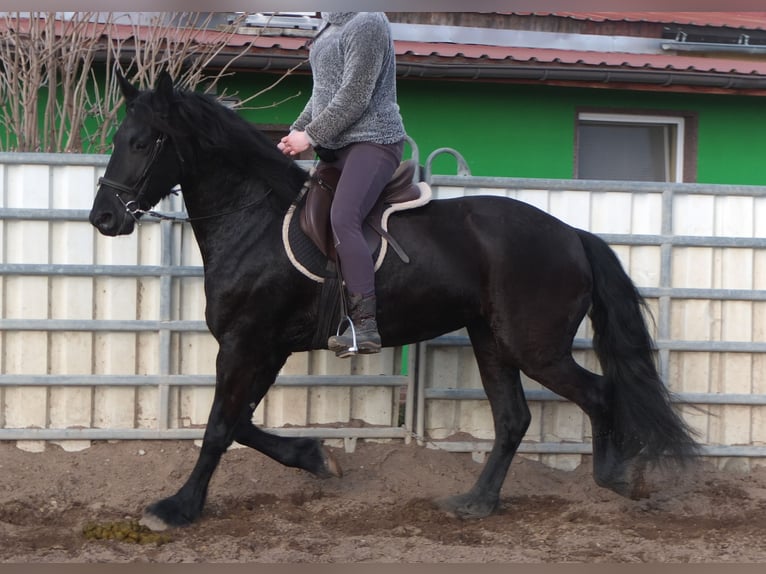 Fries paard Merrie 4 Jaar 162 cm Zwart in Ellersleben