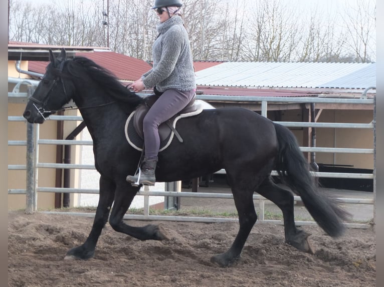 Fries paard Merrie 4 Jaar 162 cm Zwart in Ellersleben